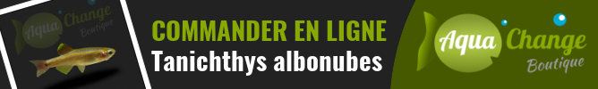 Vente en ligne de Tanichthys albonubes