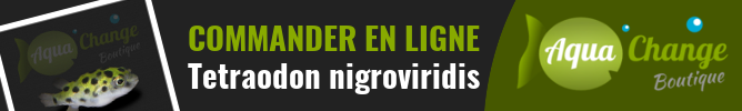 Vente en ligne de Tetraodon nigroviridis