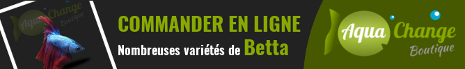 vente en ligne de variétés de Betta