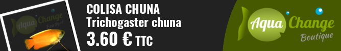 vente en ligne de Colisa chuna (Trichogaster chuna)