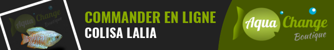 vente en ligne de Colisa Lalia (Trichogaster lalius)