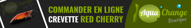 vente en ligne de crevettes red cherry