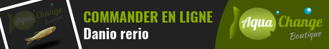 vente en ligne de Danio rerio