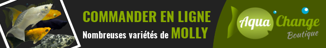 Vente en ligne de variétés de Molly