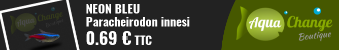vente en ligne de Néon bleu (Paracheirodon innesi)