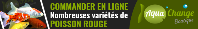 Vente en ligne de poissons rouges