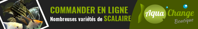 Vente en ligne de Scalaire (variétés de sélection et sauvages)