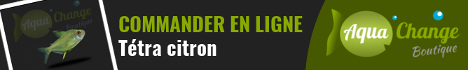 vente en ligne de Tétra citron (Hyphessobrycon pulchripinnis)