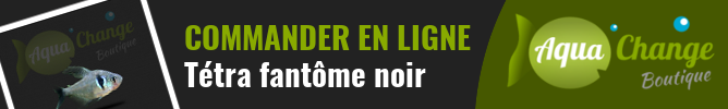vente en ligne de Tétra fantôme noir (Hyphessobrycon megalopterus)