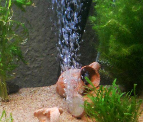 bulleur dans un aquarium